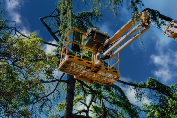 How Our Tree Care Process Works  in  Corning, CA